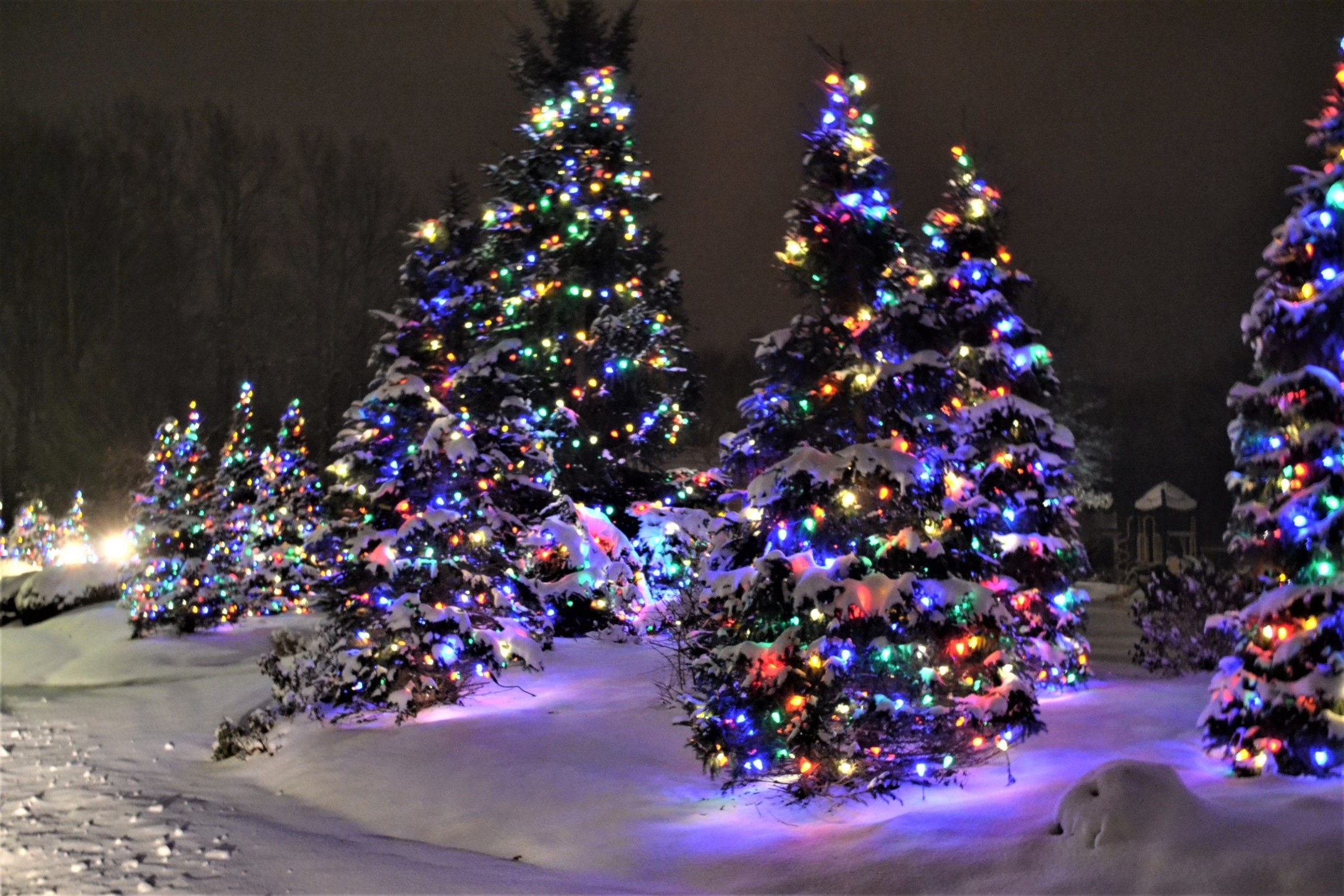 christmas-tree-lights-nominated_t20_WxRvAV-1.jpg