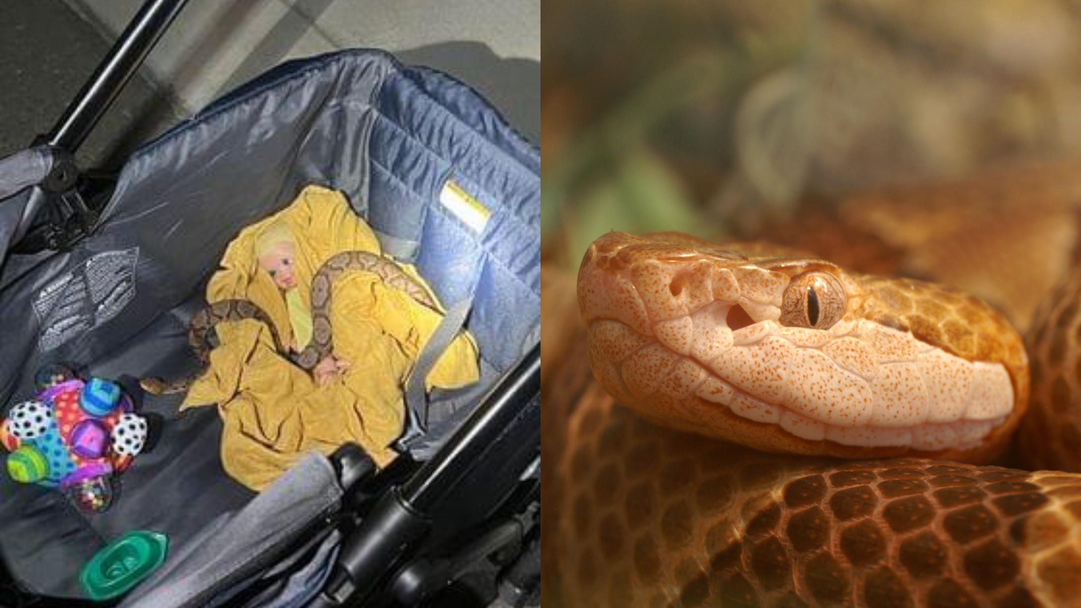 Copperhead