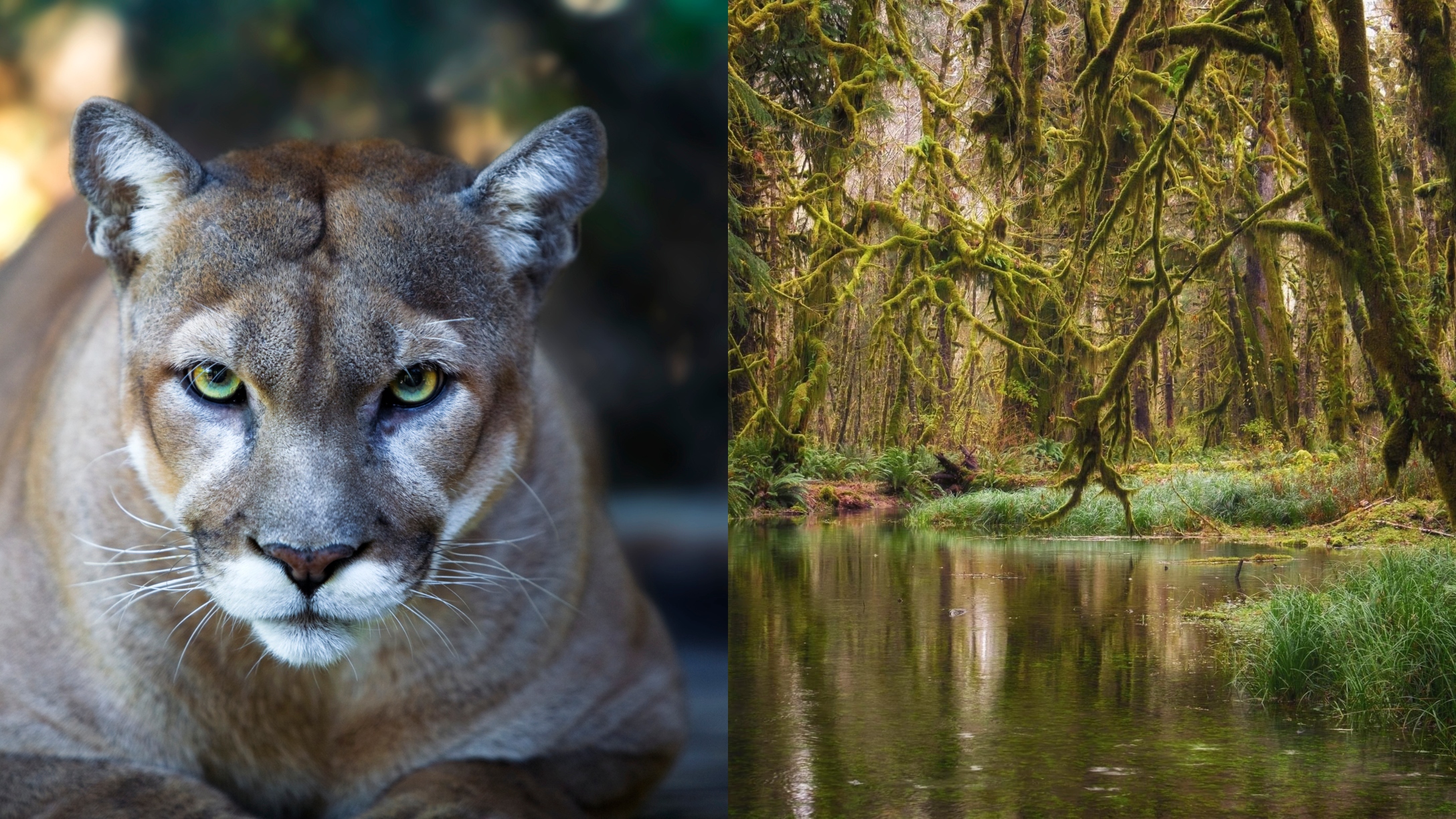 Cougar Attack olympic national park