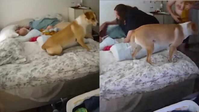 Nanny Cam ventura earthquake