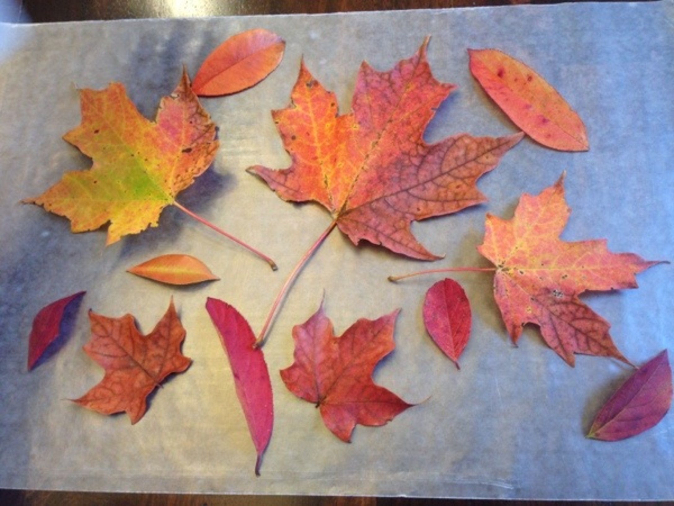 fall_leaf_placemats-1.jpg