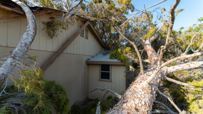 fallen tree hurricane debby