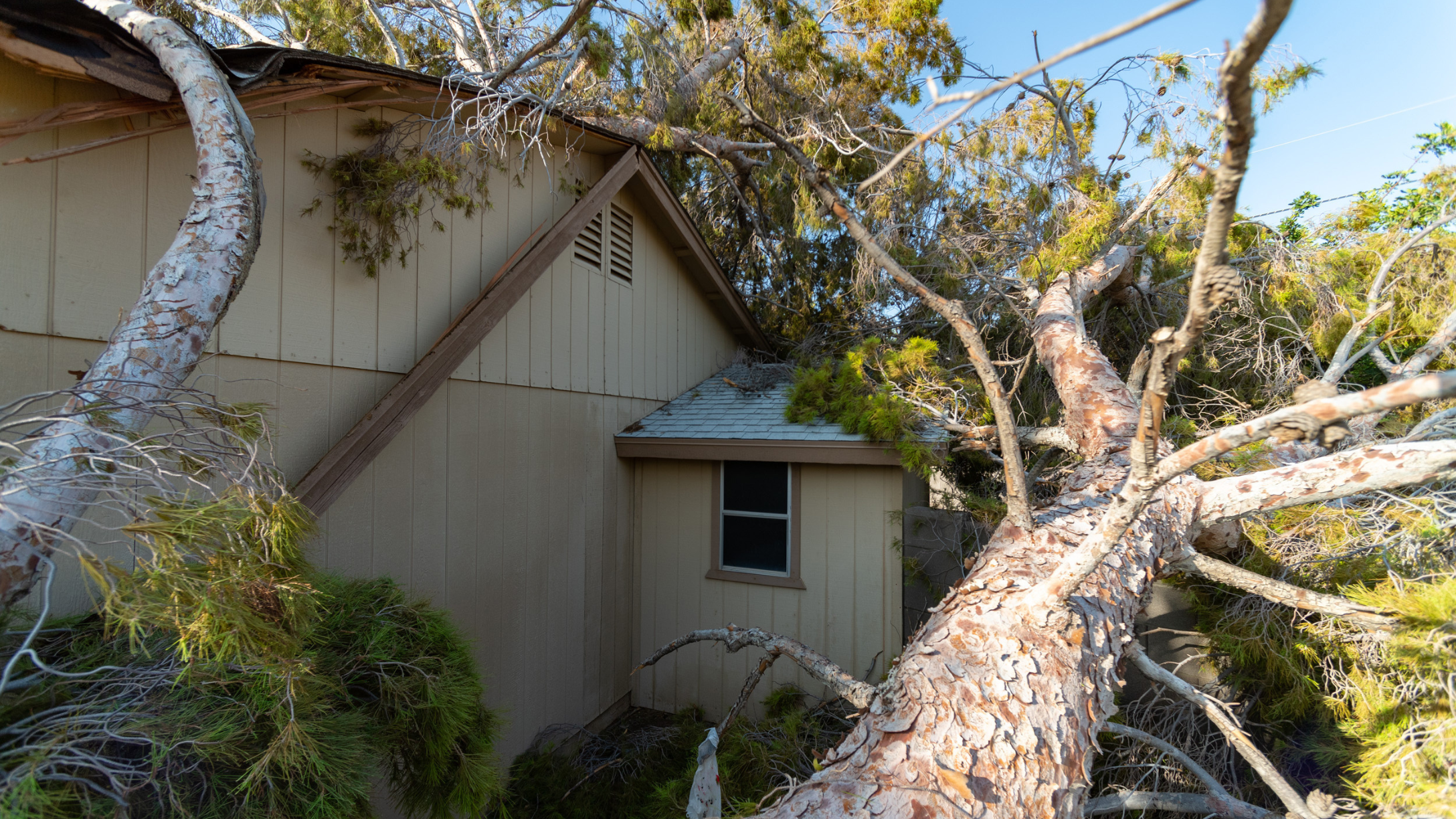 fallen tree hurricane debby