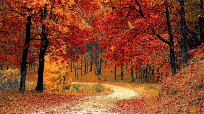 Autumn Path