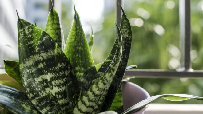 snake plant