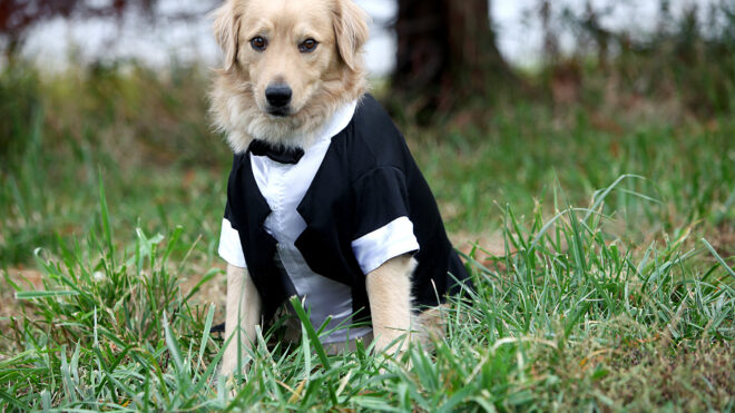 dog at wedding