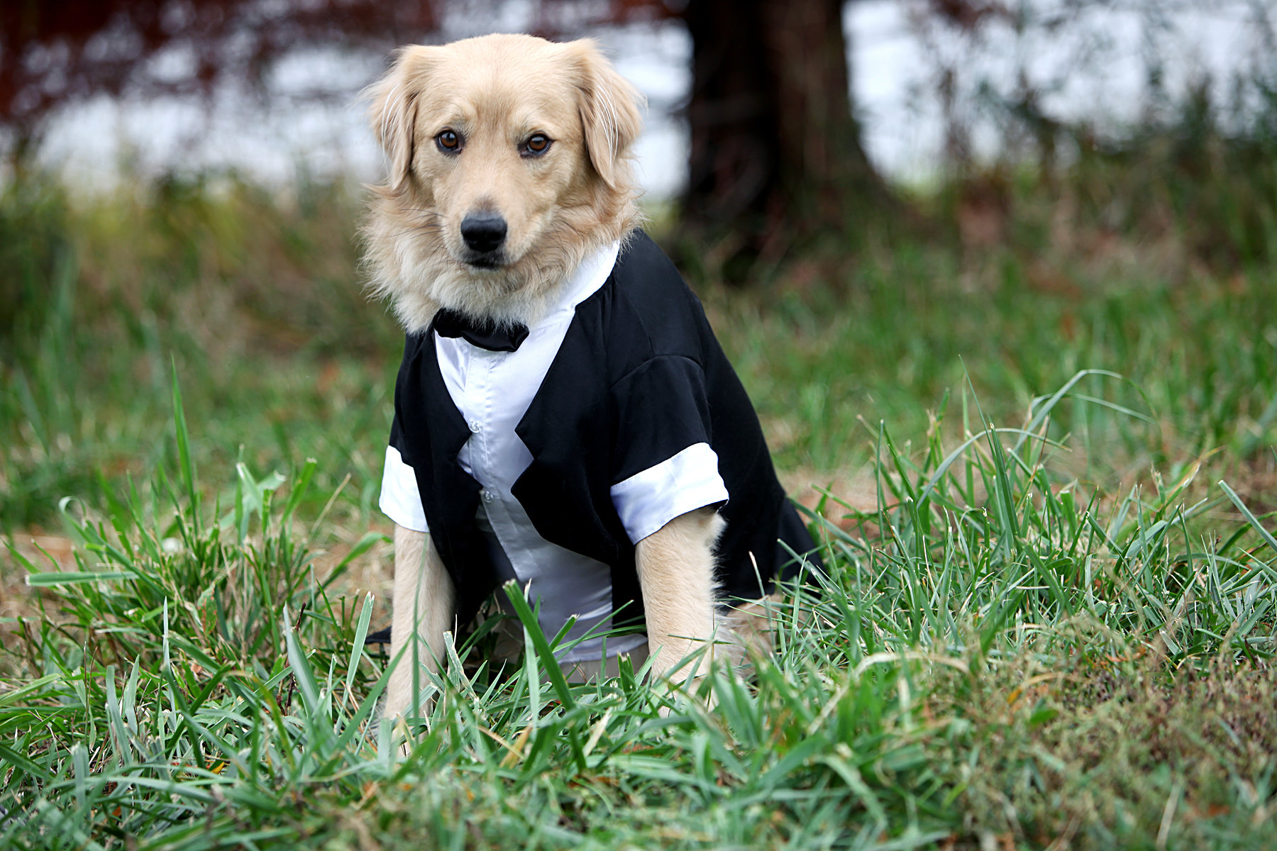 dog at wedding