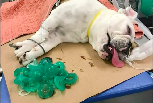 Dog Swallows 19 pacifiers
