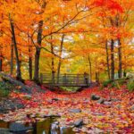 15 Road-Trip Stops to See the Best Autumn Colors