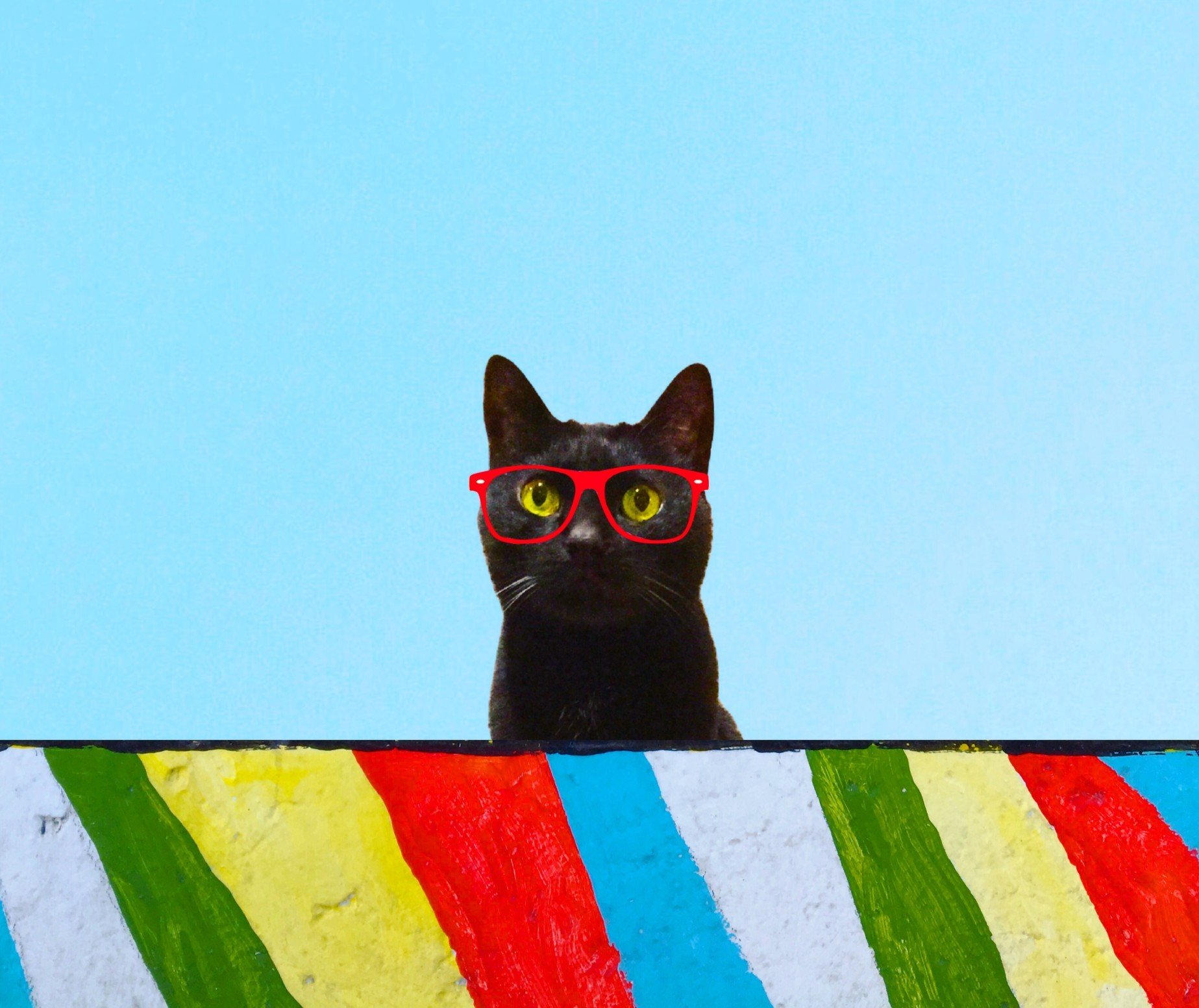 15 Times Black Cats Were Too Busy Being Cute to Be a Superstition