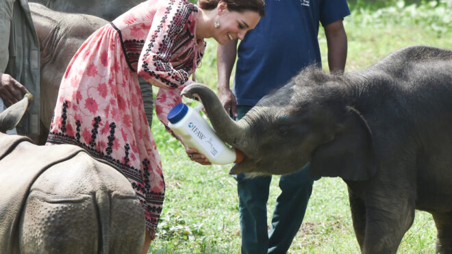kate middleton feeding a baby elephant