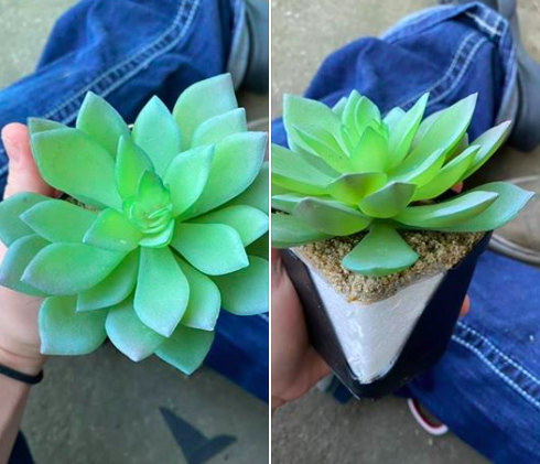 plants