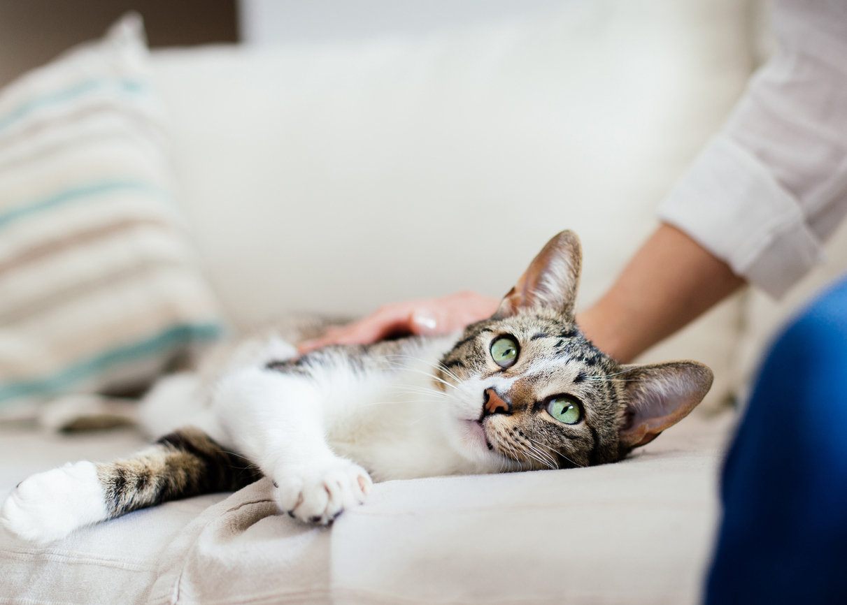 Woman holds cat