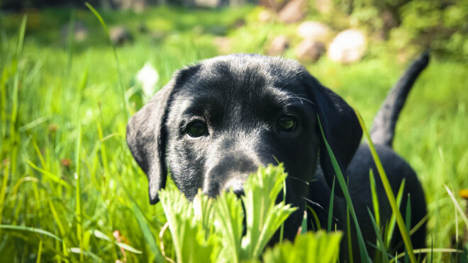 black lab
