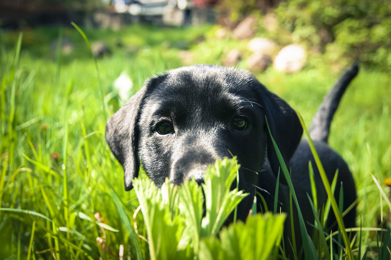 black lab