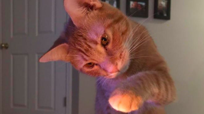 Pet cat