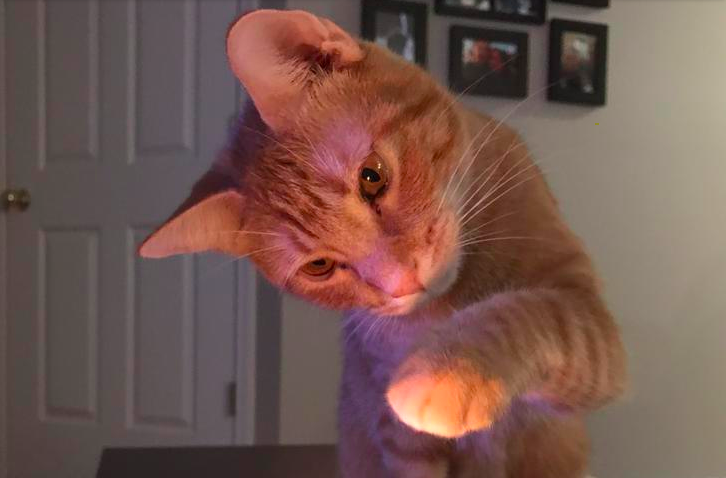 Pet cat
