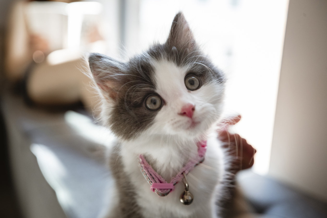 Kitten