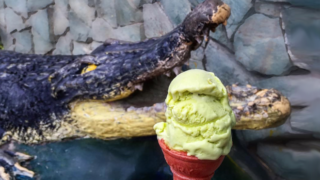 crocodile ice cream
