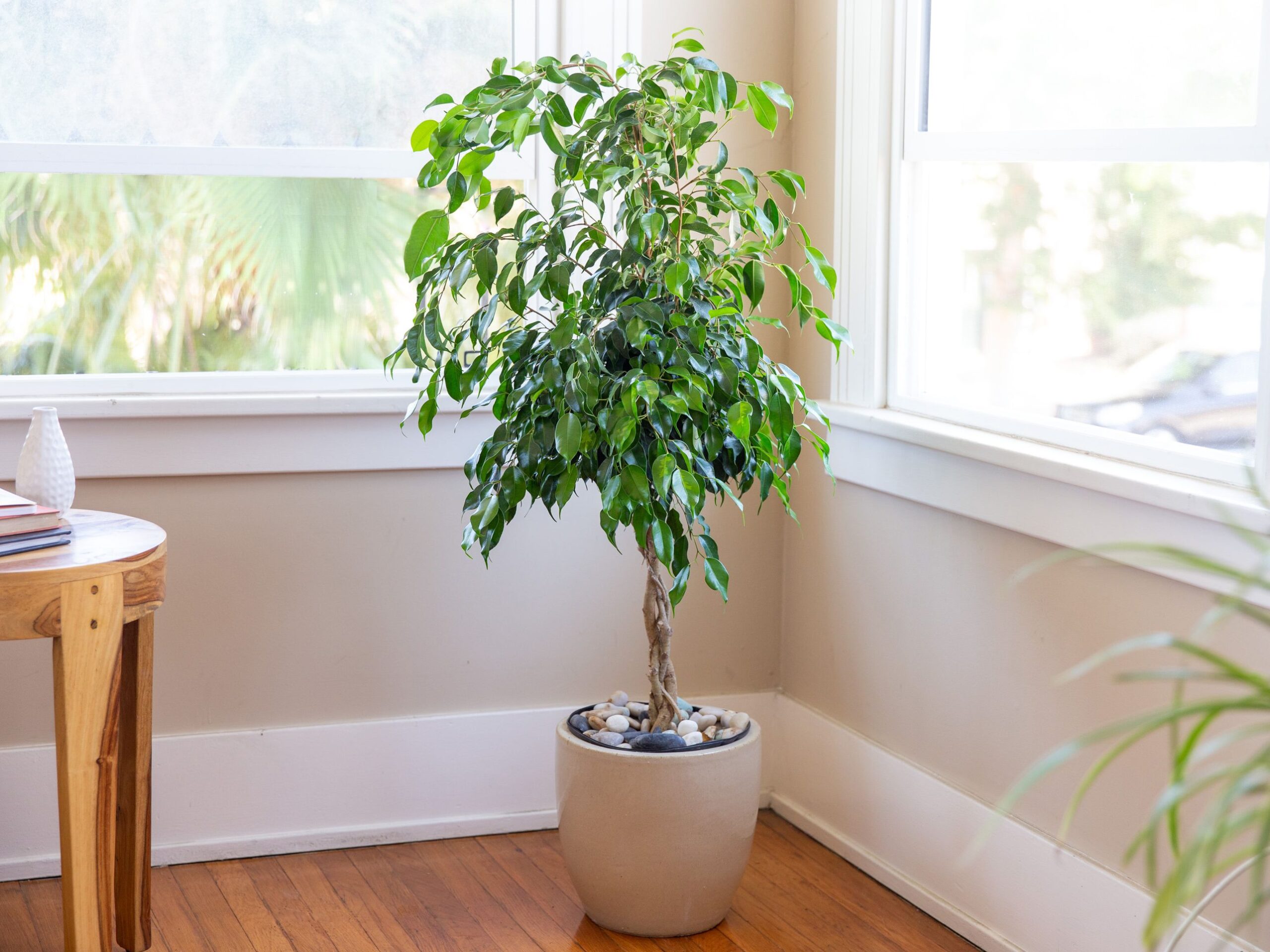 ficus.jpg