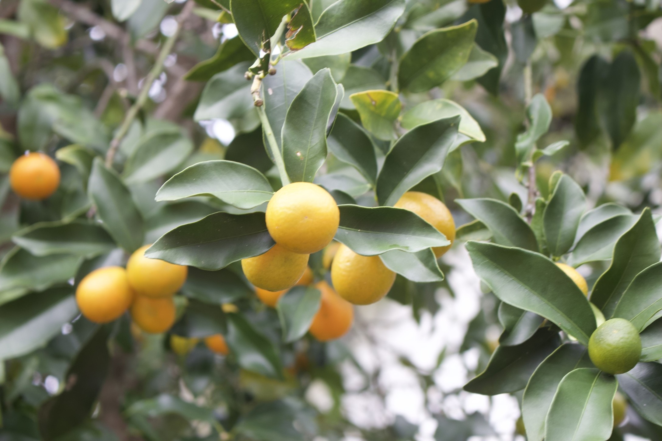 fruit-orange-tropical-fruit-fruits-citrus-oranges-citrus-fruit-citrus-fruits-fresh-fruits-kumquat_t20_xXg6nB.jpg