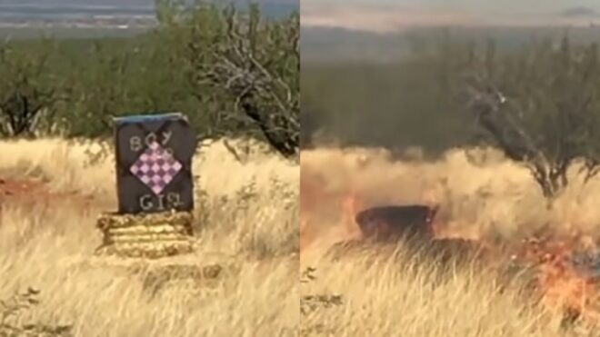 color blaze gender reveal