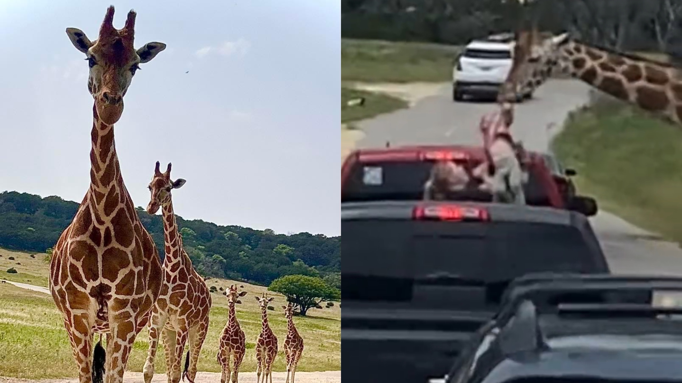 Fossil Rim giraffe