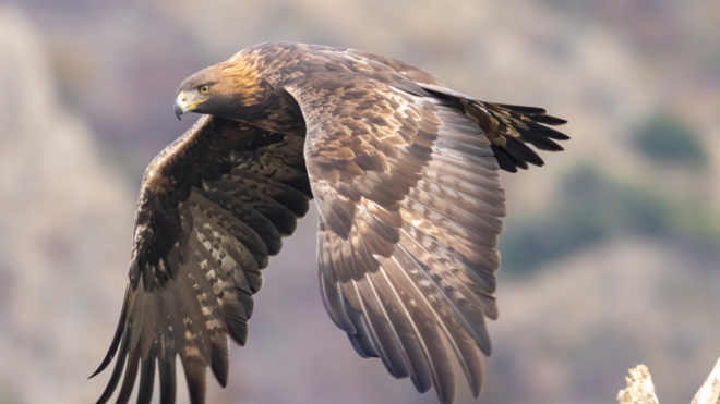 golden eagle