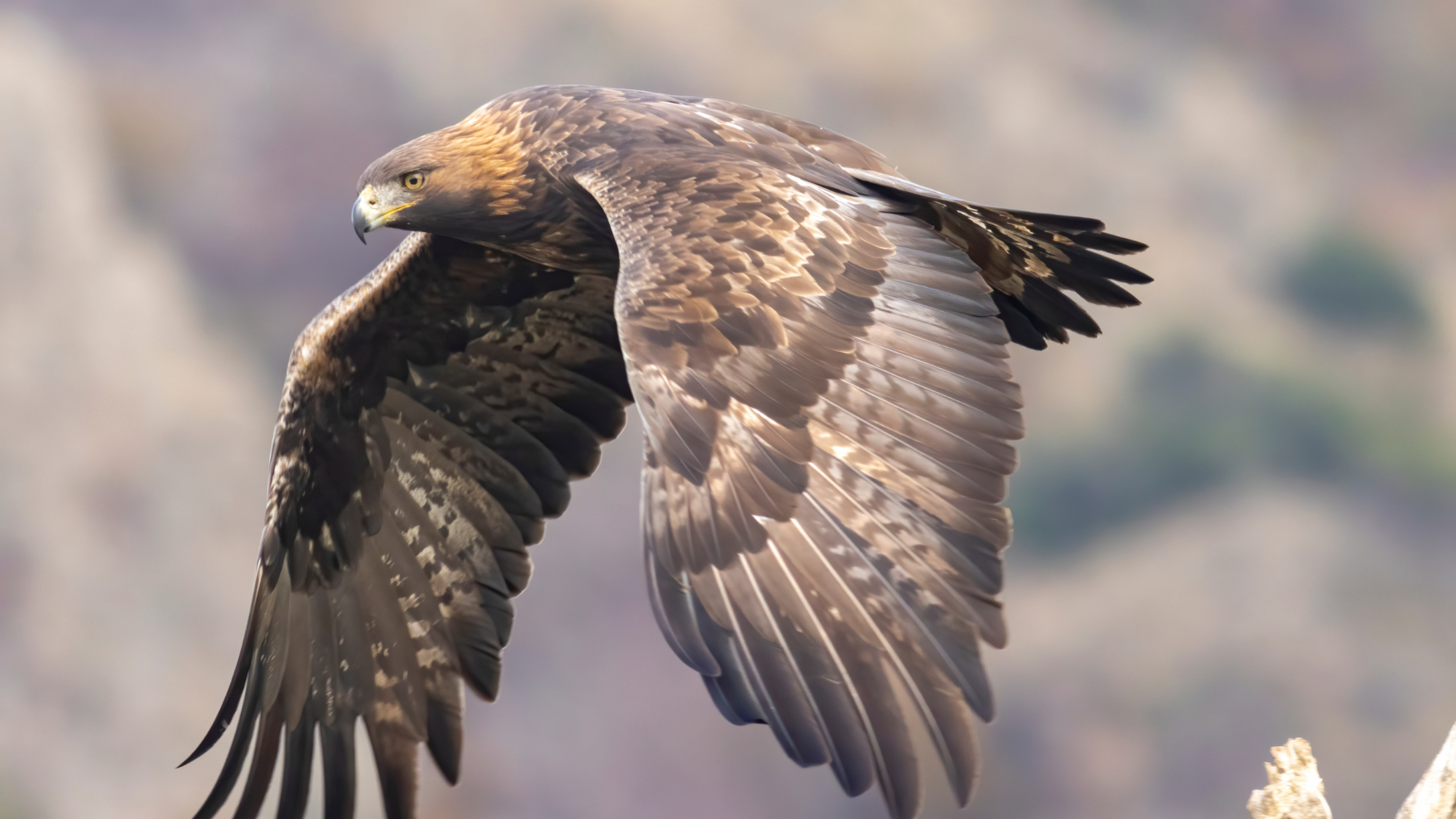 golden eagle