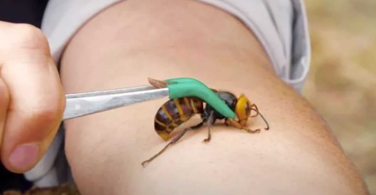 hornet.jpg