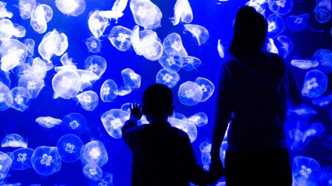 jellyfish parenting