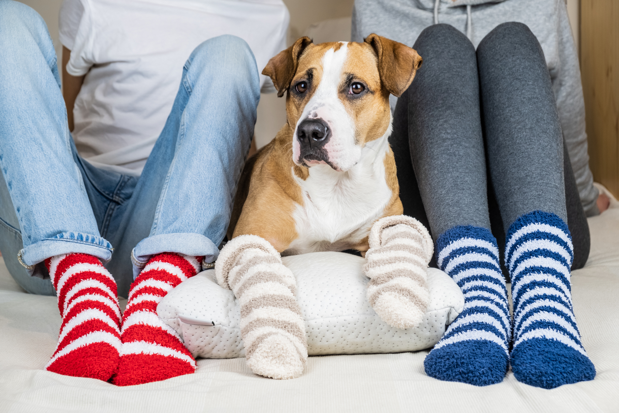 Two people and their dog in colorful socks sitting on the bed in the bedroom
