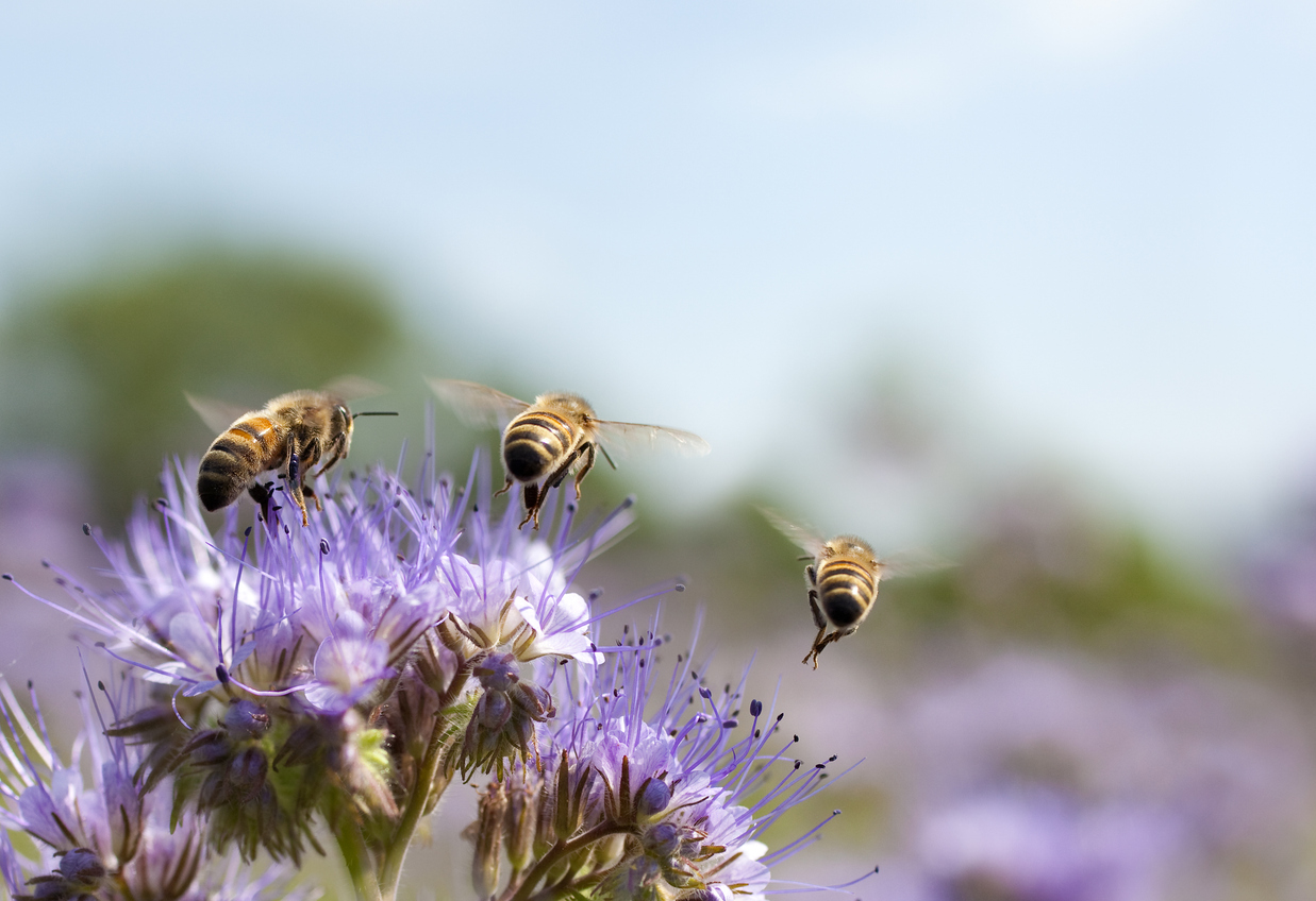 Honey bee flying away