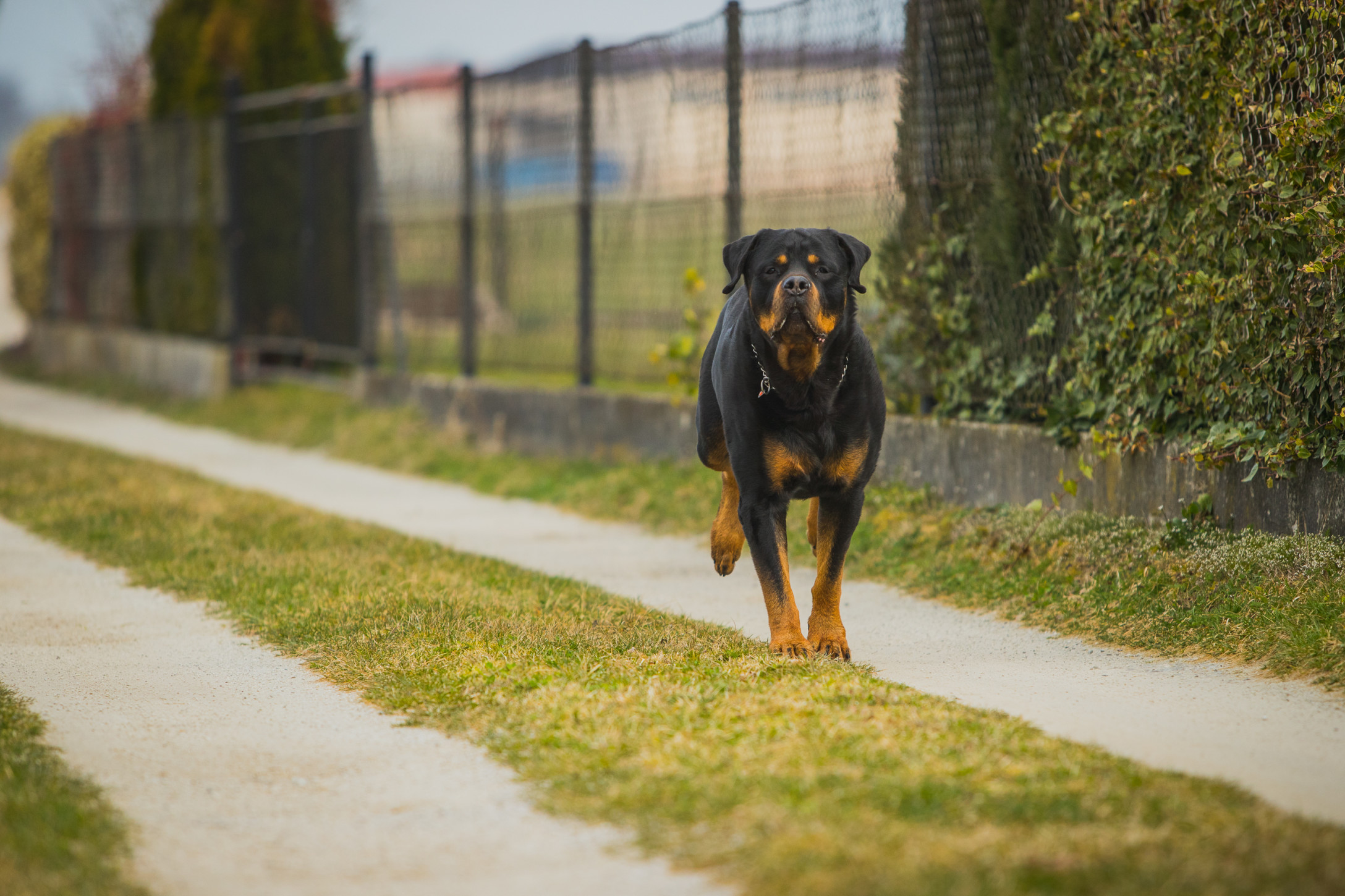 dog running