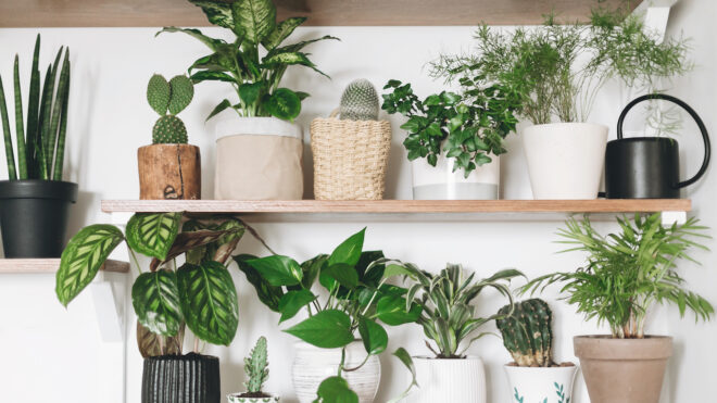 Houseplants on a shelf