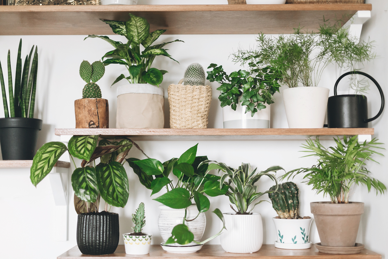 Houseplants on a shelf