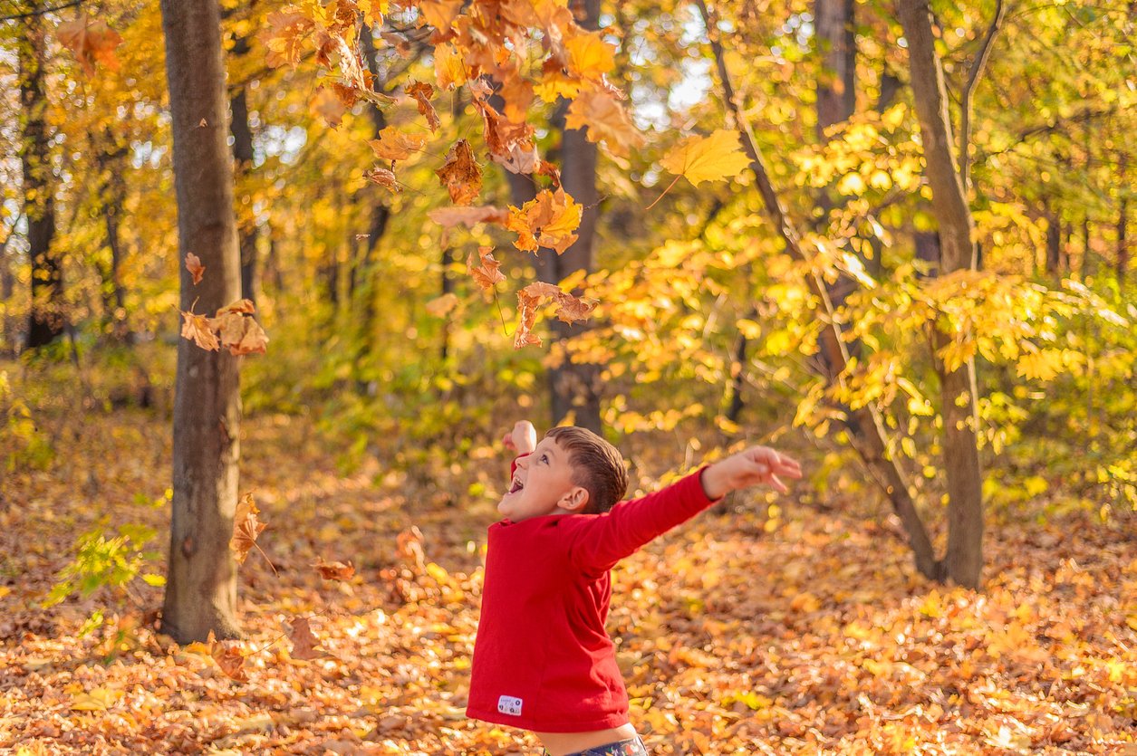 happy child throws up yellow autumn leaves in the forest happy child throws up yellow autumn leaves in the forest