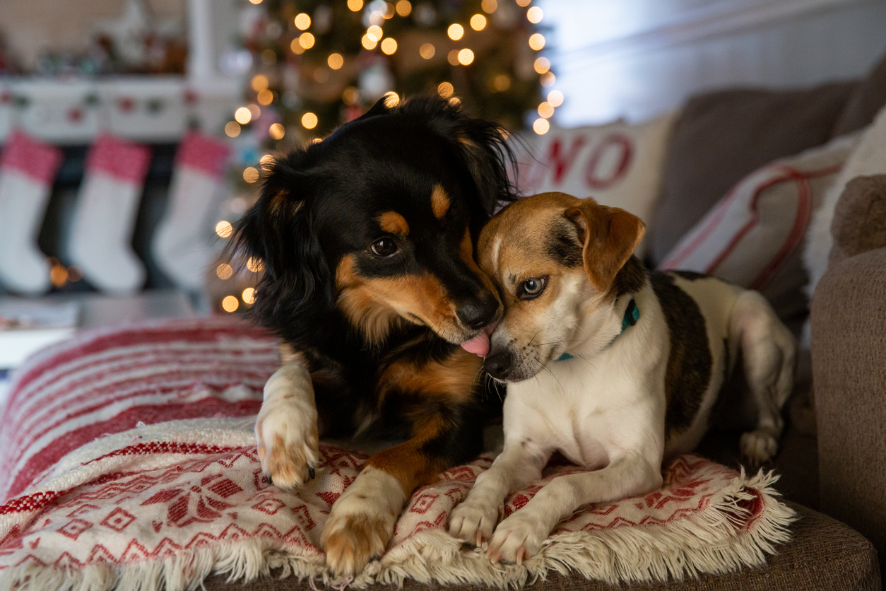 Christmas Pups