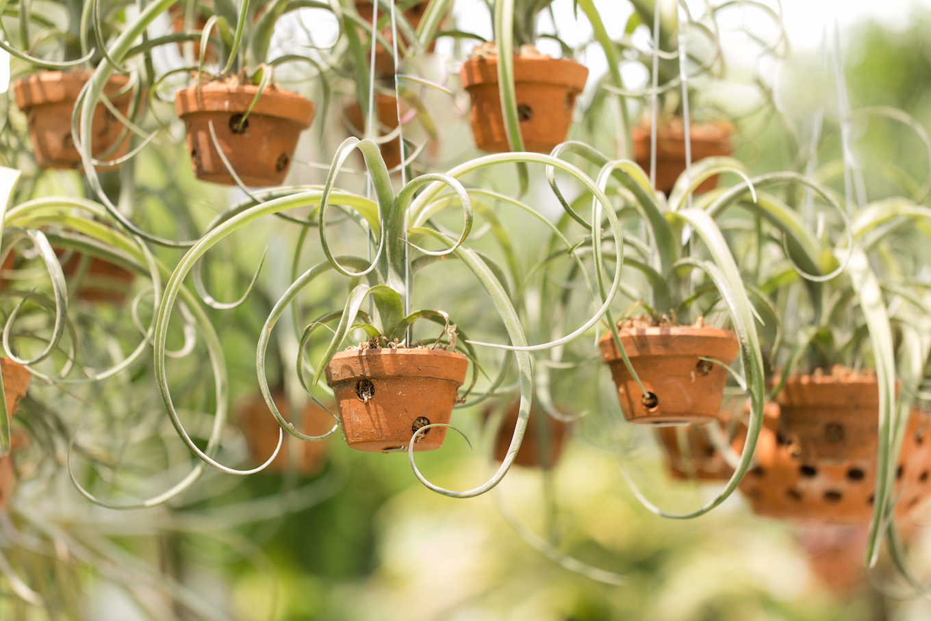 Hanging Air Plants