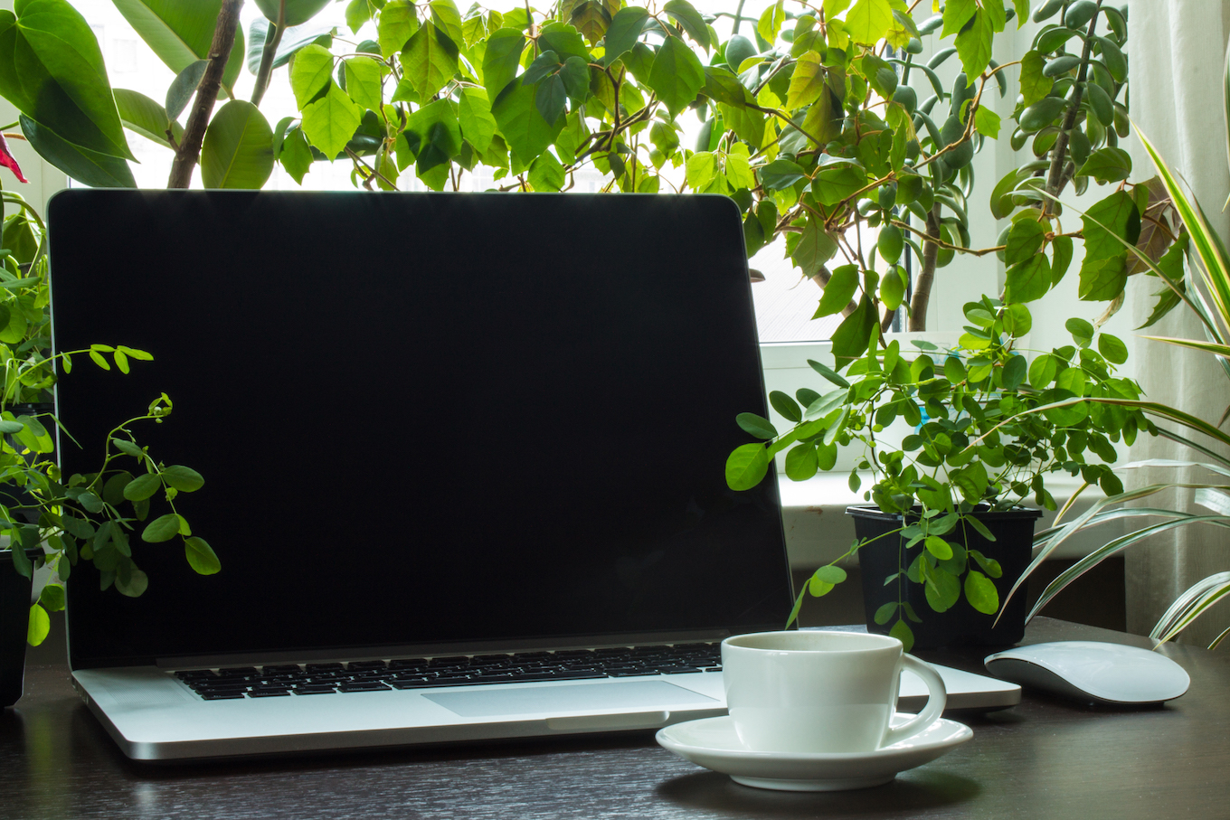 The laptop on the table and the green plants around