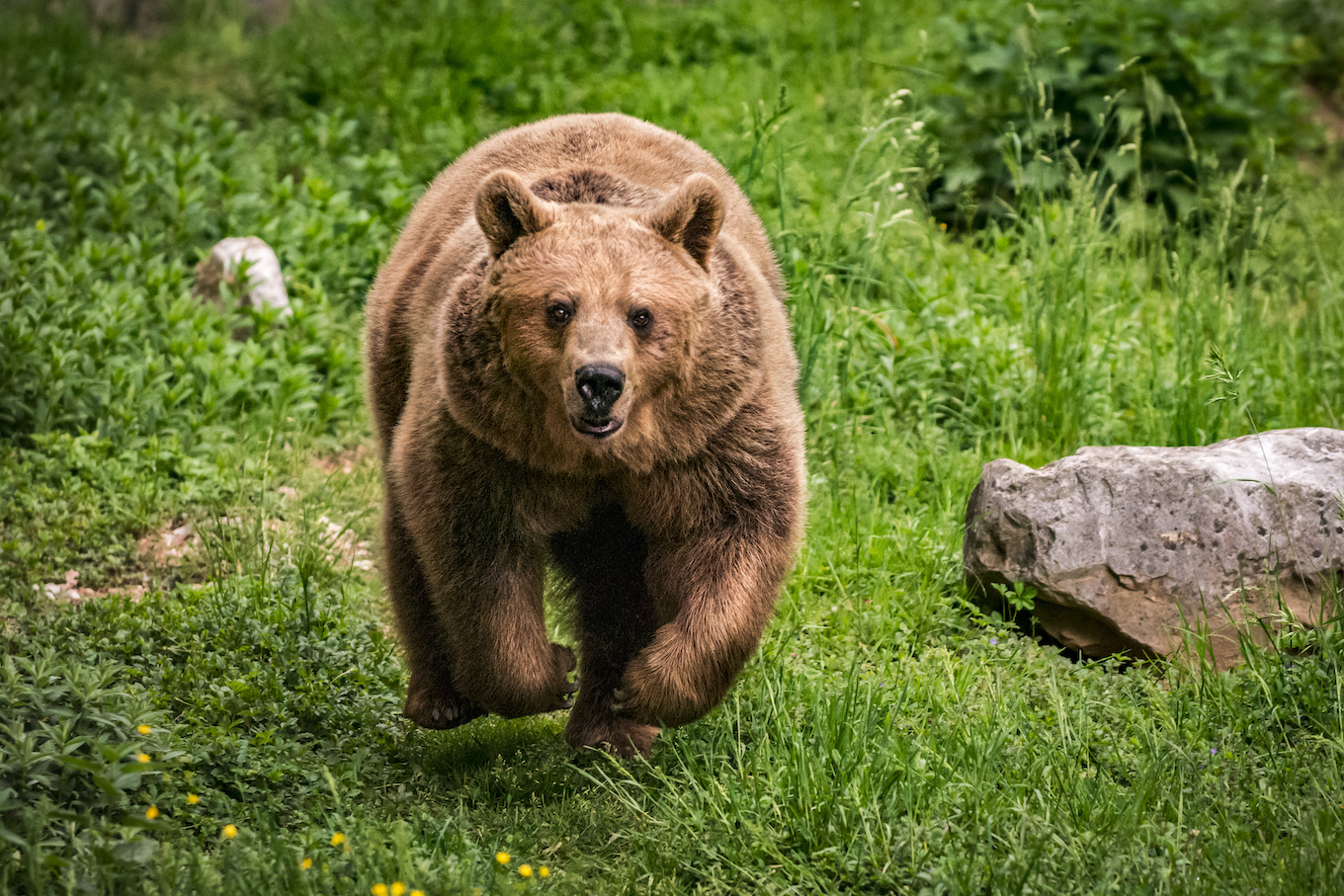 Running brown bear