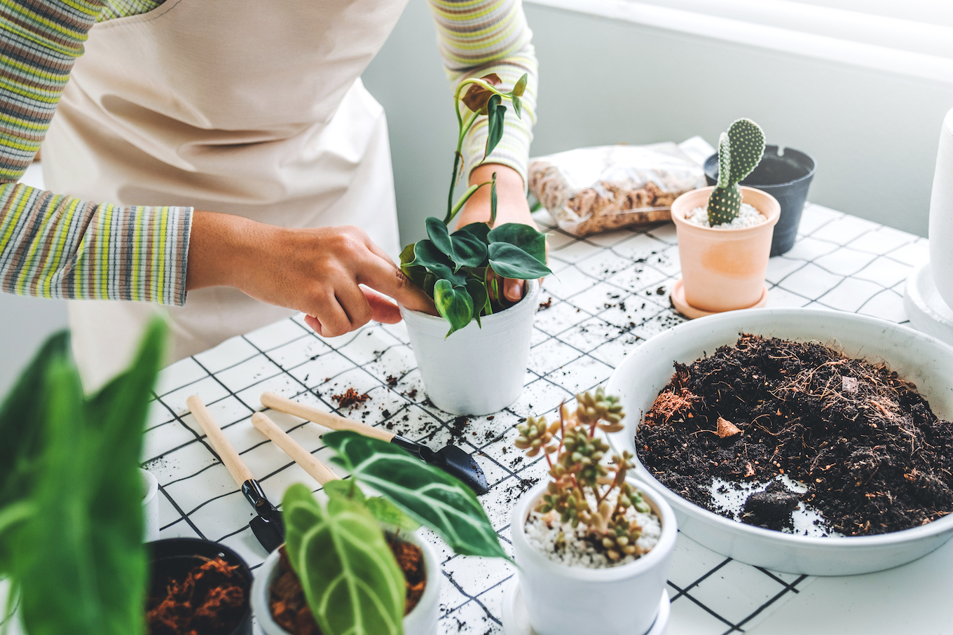 Asian Woman gardener potting new plant and Repotting pot for House plant .Plants care concept