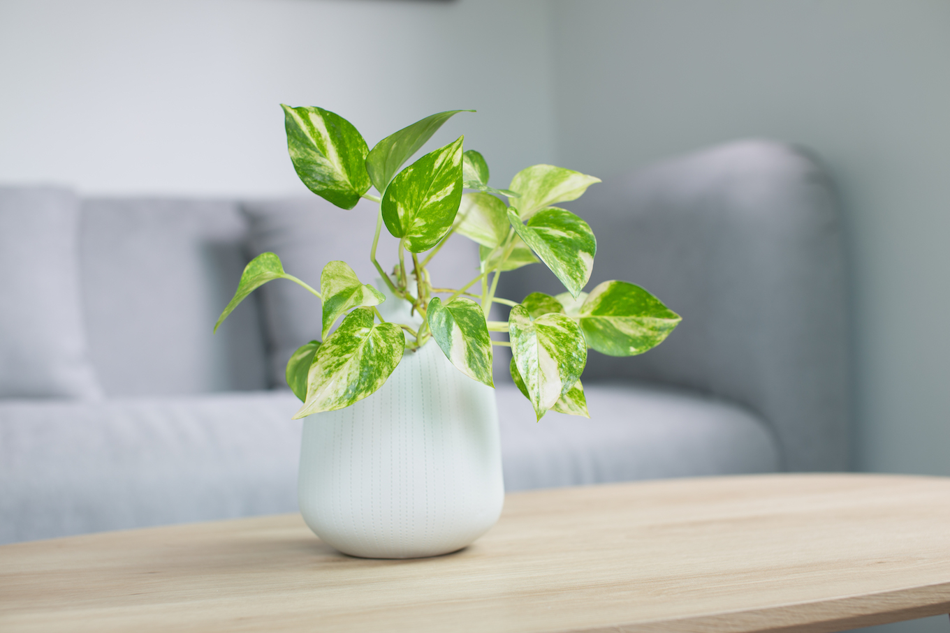 Epipremnum aureum plant or Golden pothos on wooden table in living room. Epipremnum aureum (Linden & André) G.S.Bunting in gray ceramic pot.