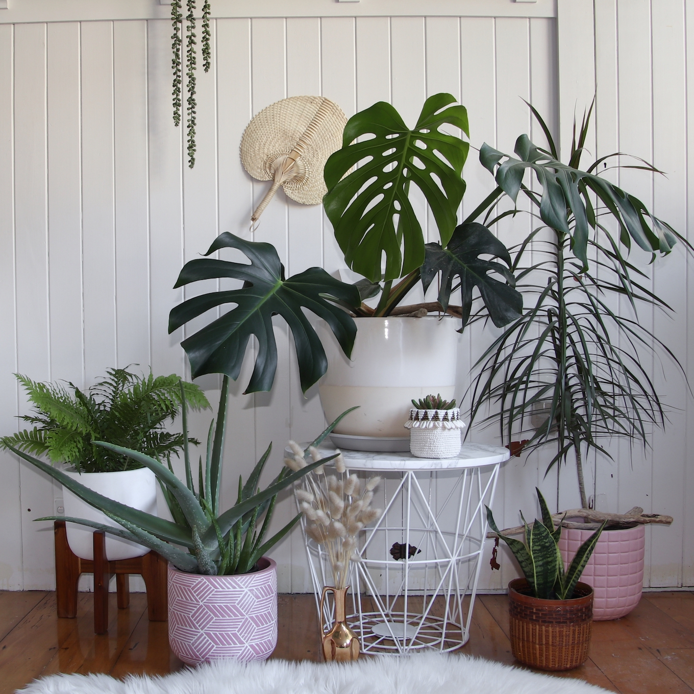 Group of Indoor potted house plants