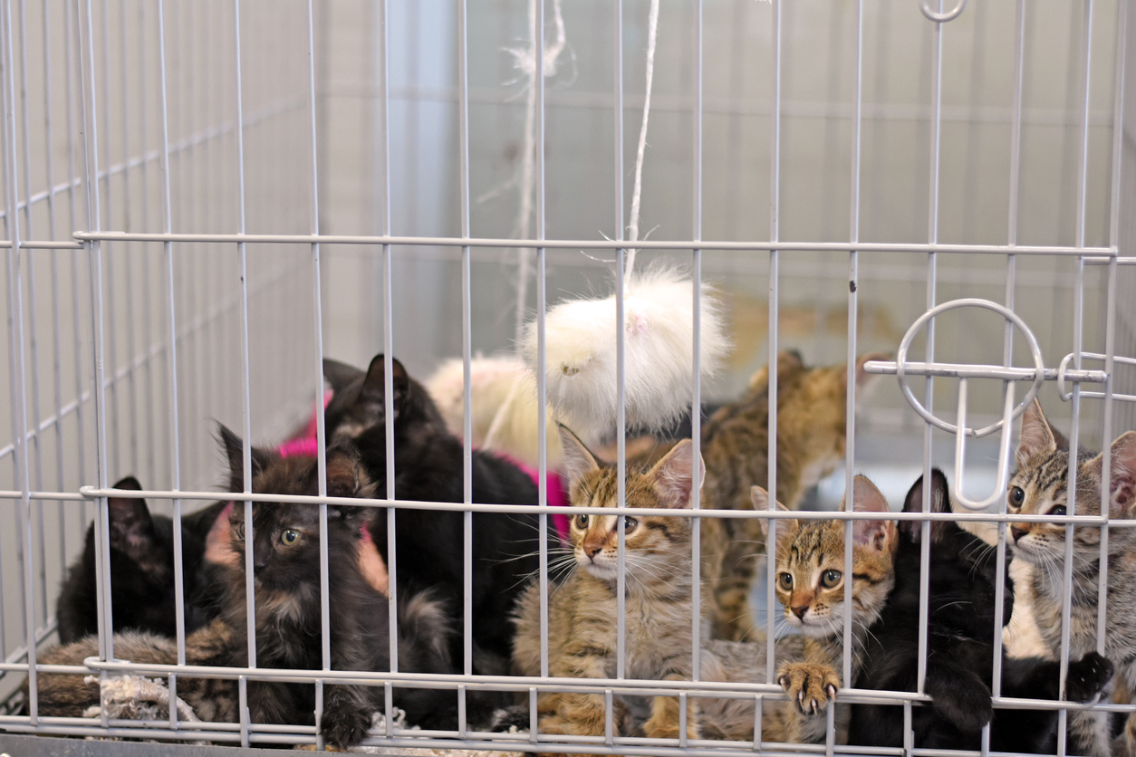 Many kittens sit in a cage at an animal shelter. Kittens behind bars