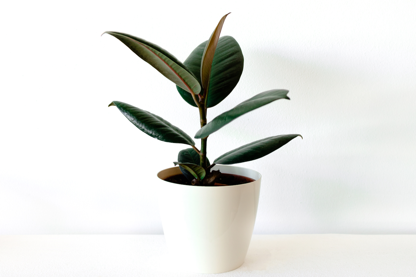 Ficus elastica in white flower pot