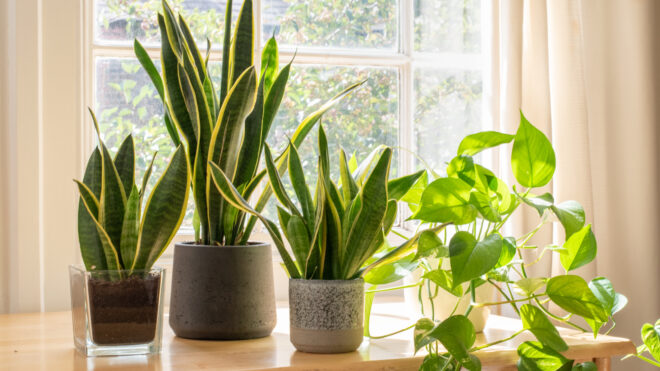 house plants
