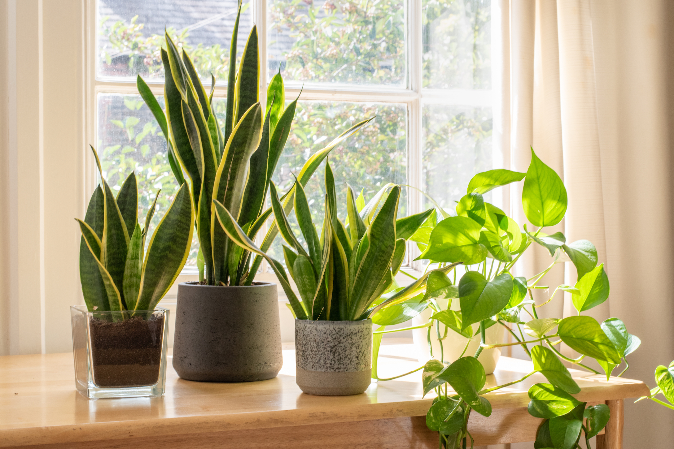 house plants