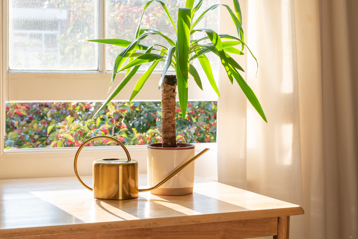 House plant in the window inside a beautiful new home or flat