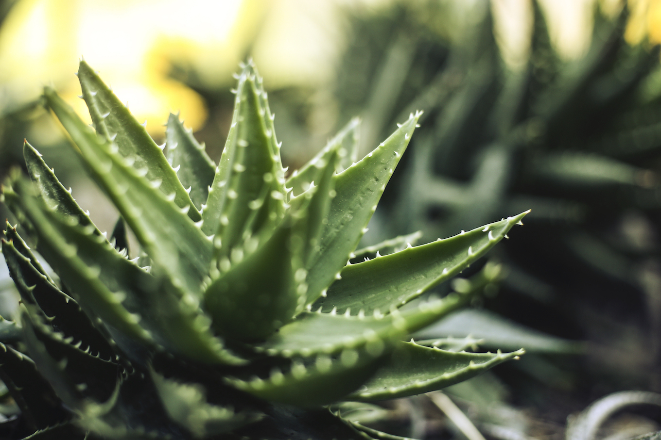 Aloe